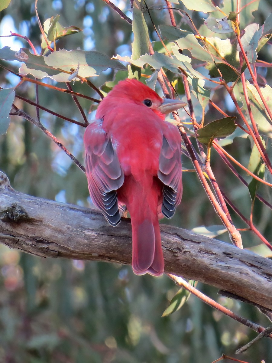 Summer Tanager - ML646464291