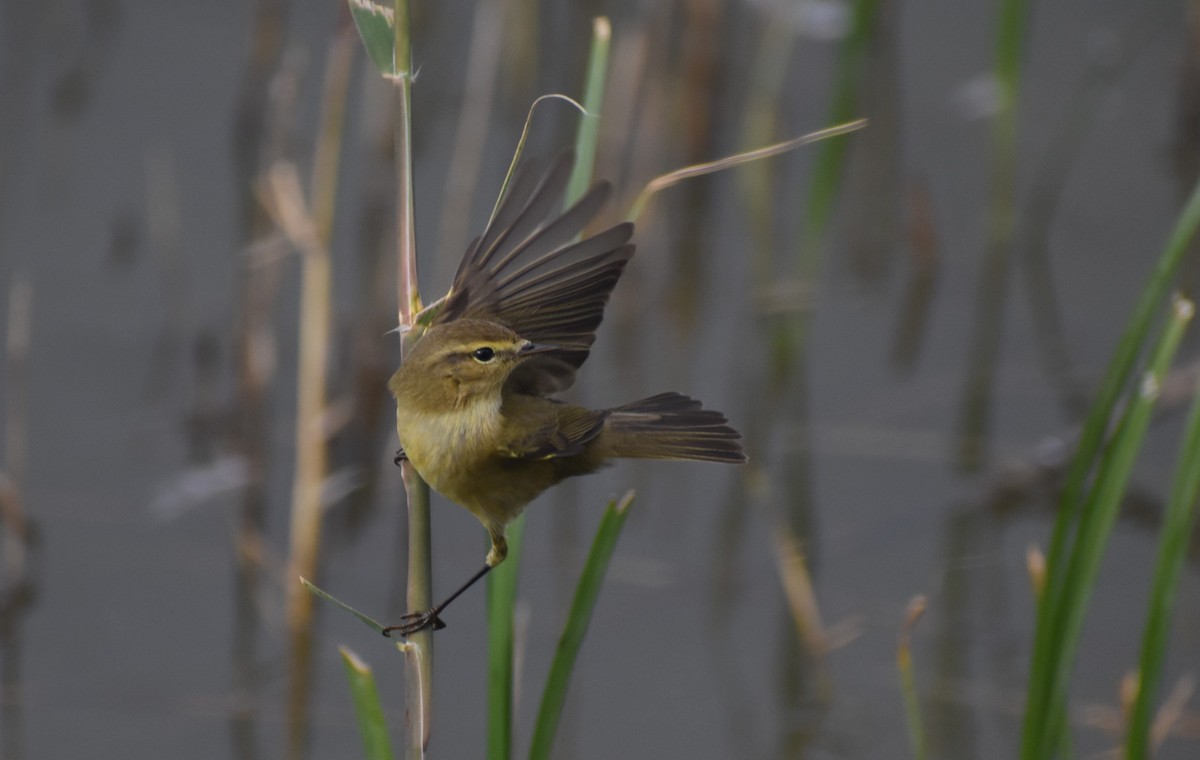 Zilpzalp - ML646464292