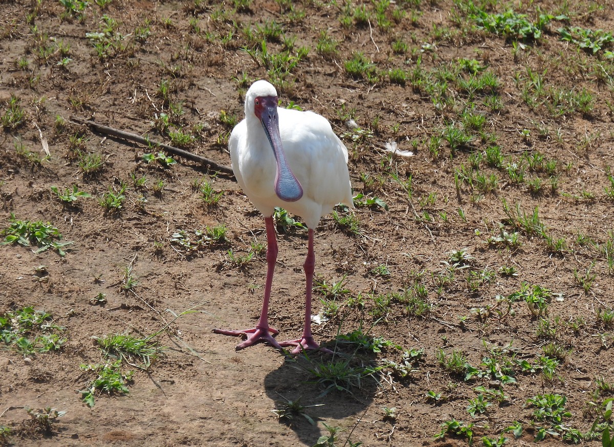 African Spoonbill - ML646464293