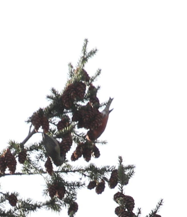 Red Crossbill - ML646464294