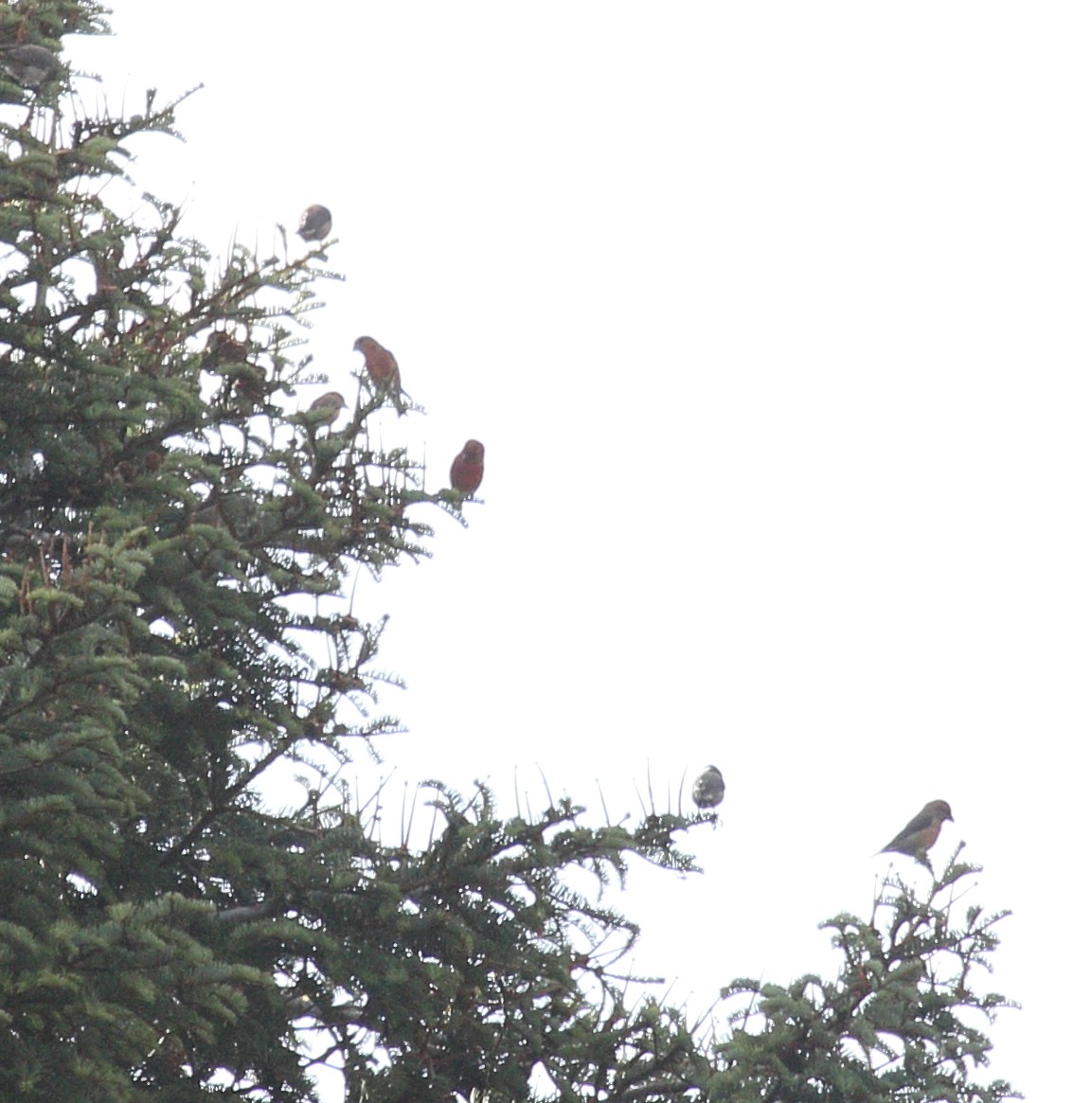 Red Crossbill - ML646464295