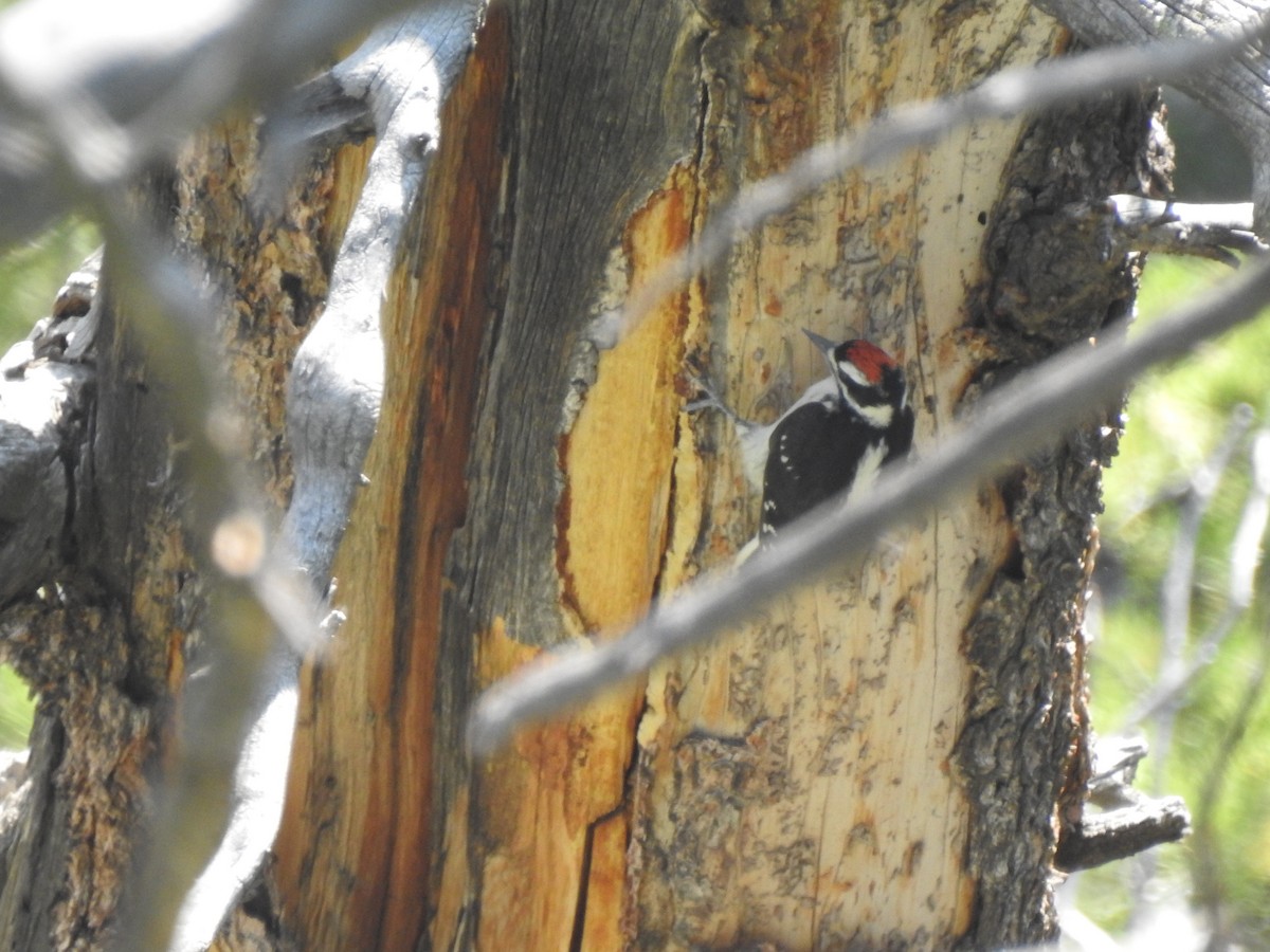Hairy Woodpecker (Rocky Mts.) - ML646464298
