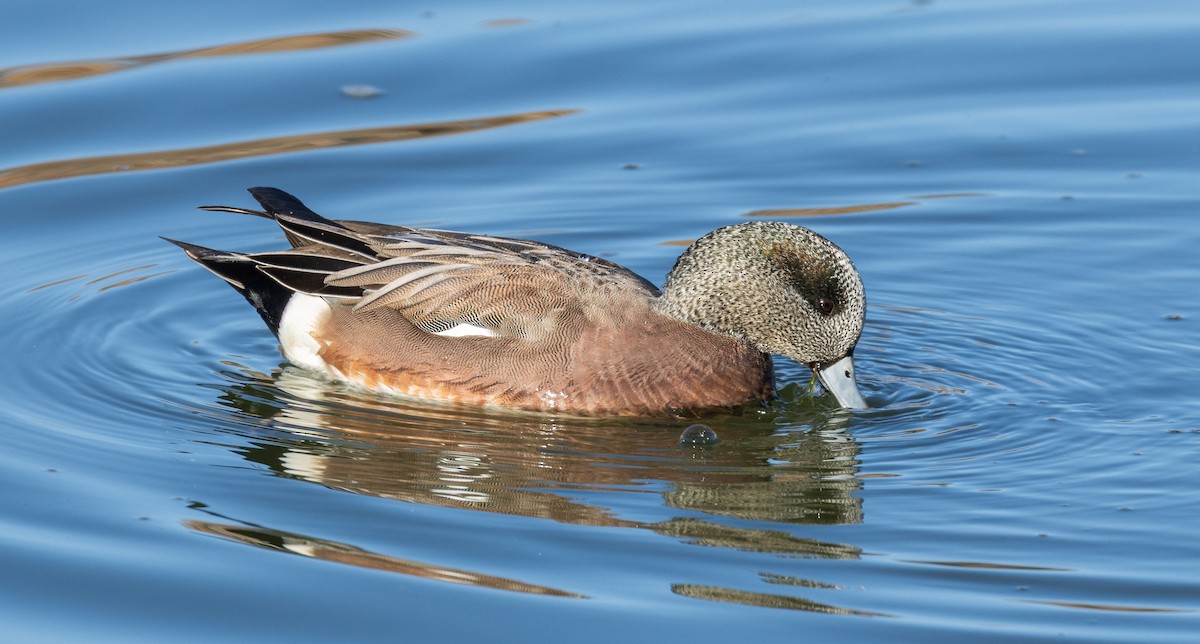 hvízdák americký - ML646464299