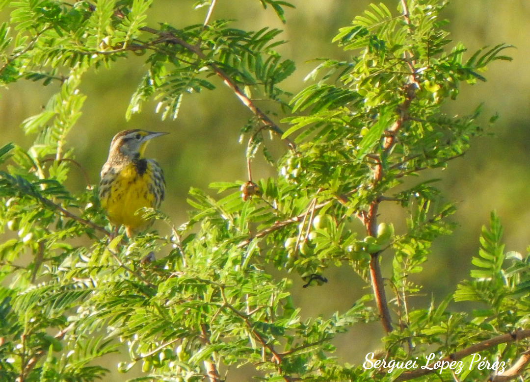Eastern Meadowlark - ML646464300