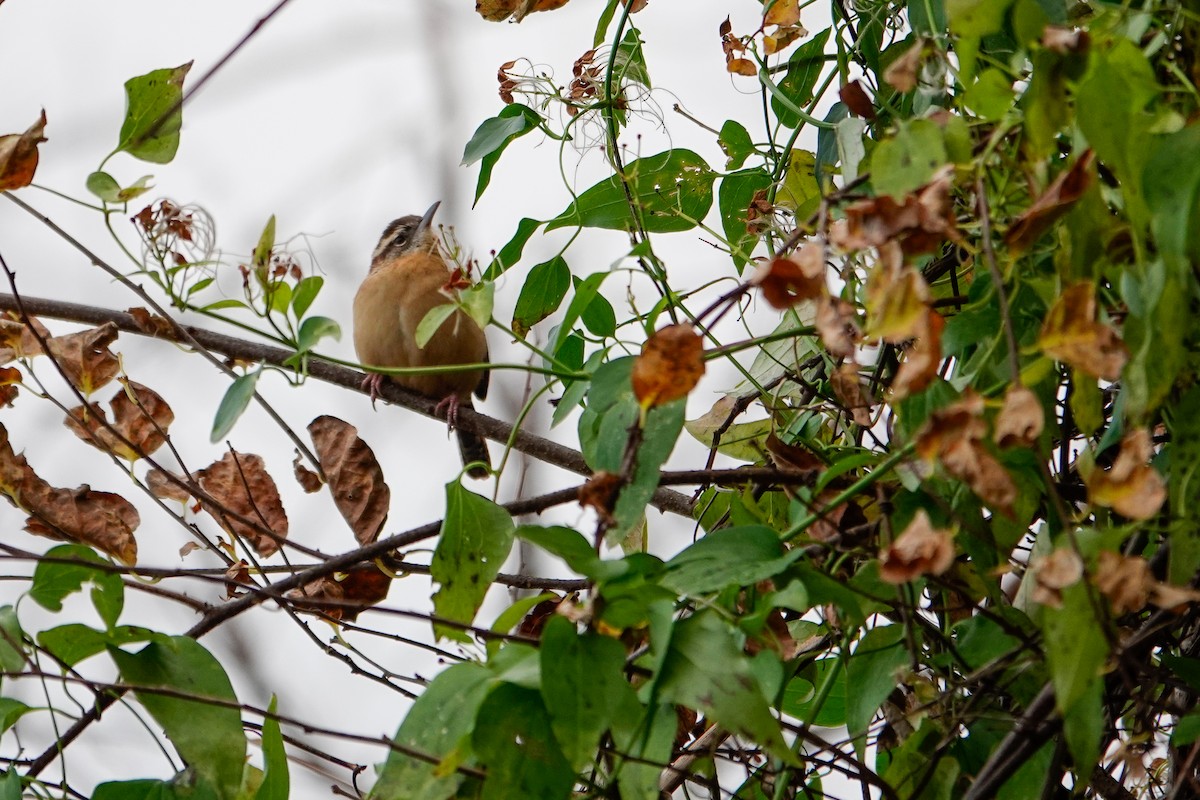 チャバラマユミソサザイ - ML646464301