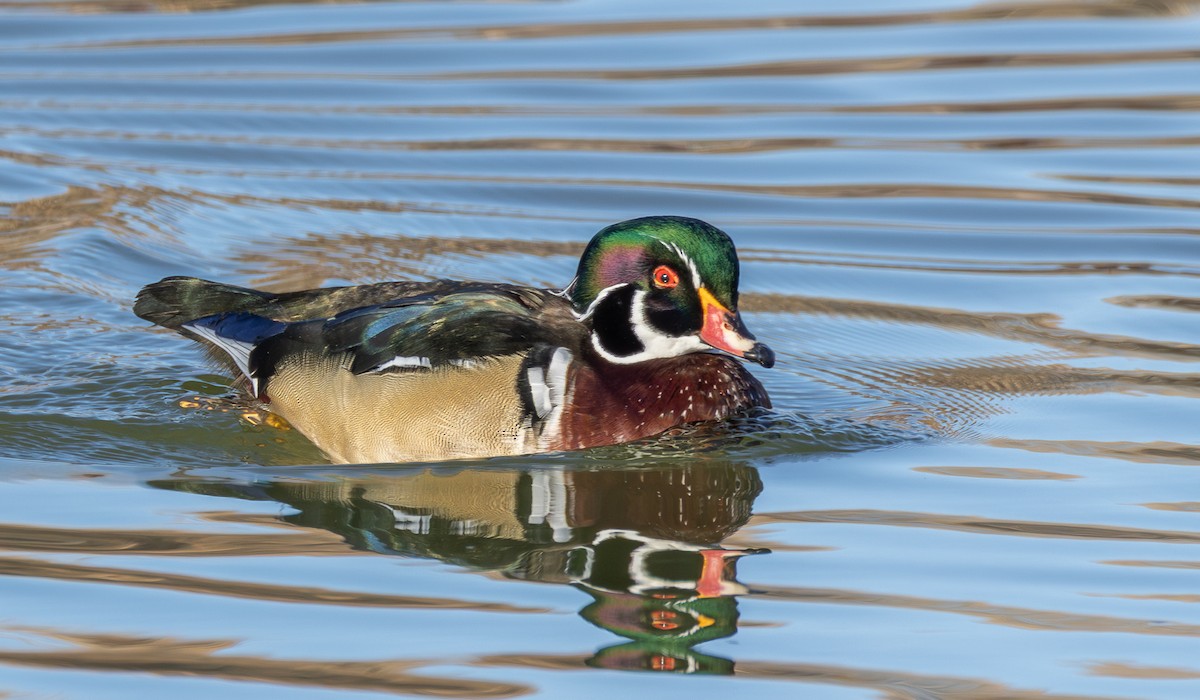 kachnička karolínská - ML646464302