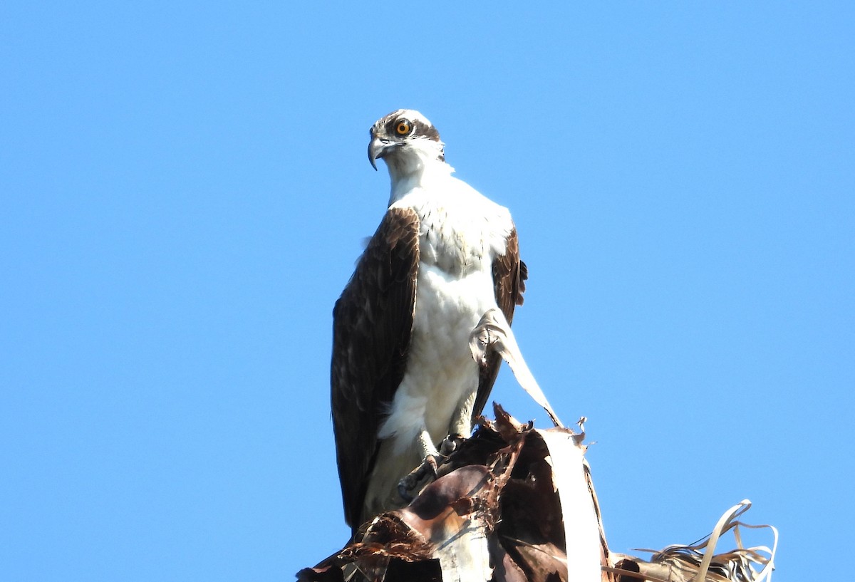 Osprey - ML646464304