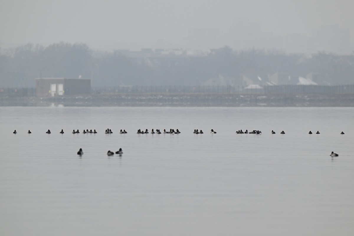 Redhead - ML646464305