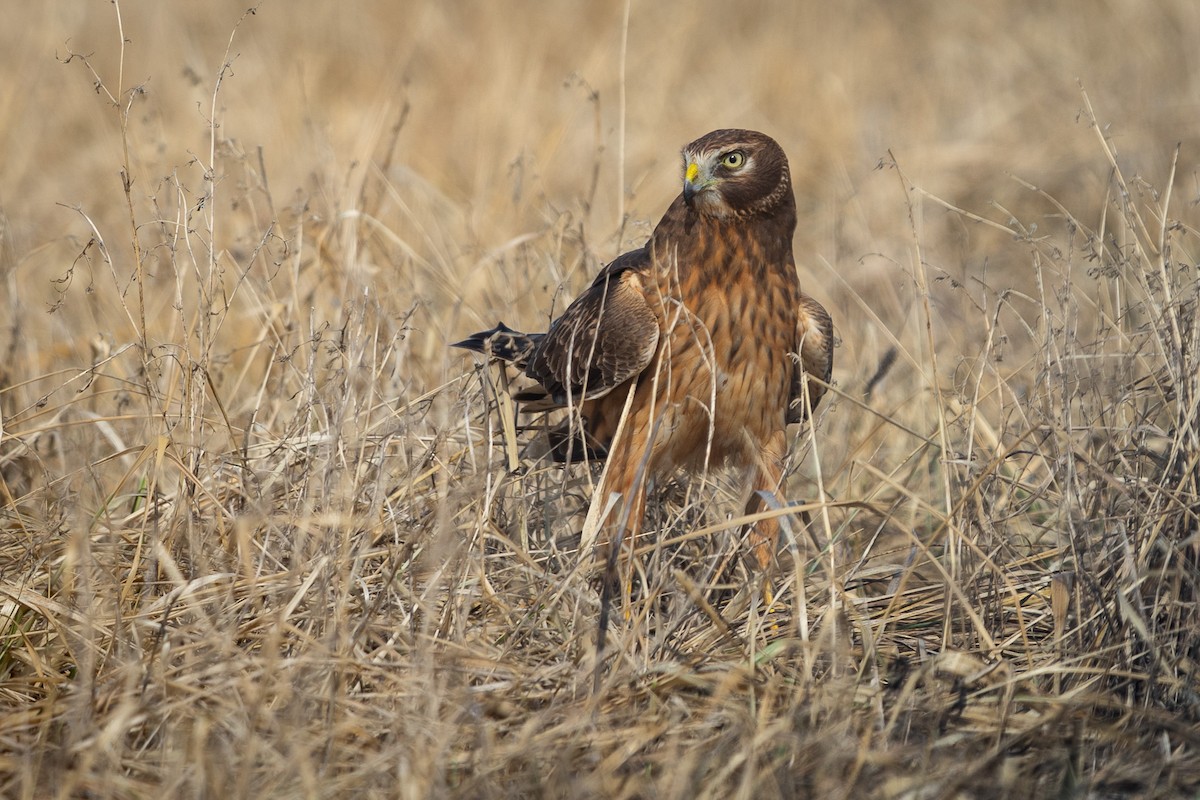 Northern Harrier - ML646464306