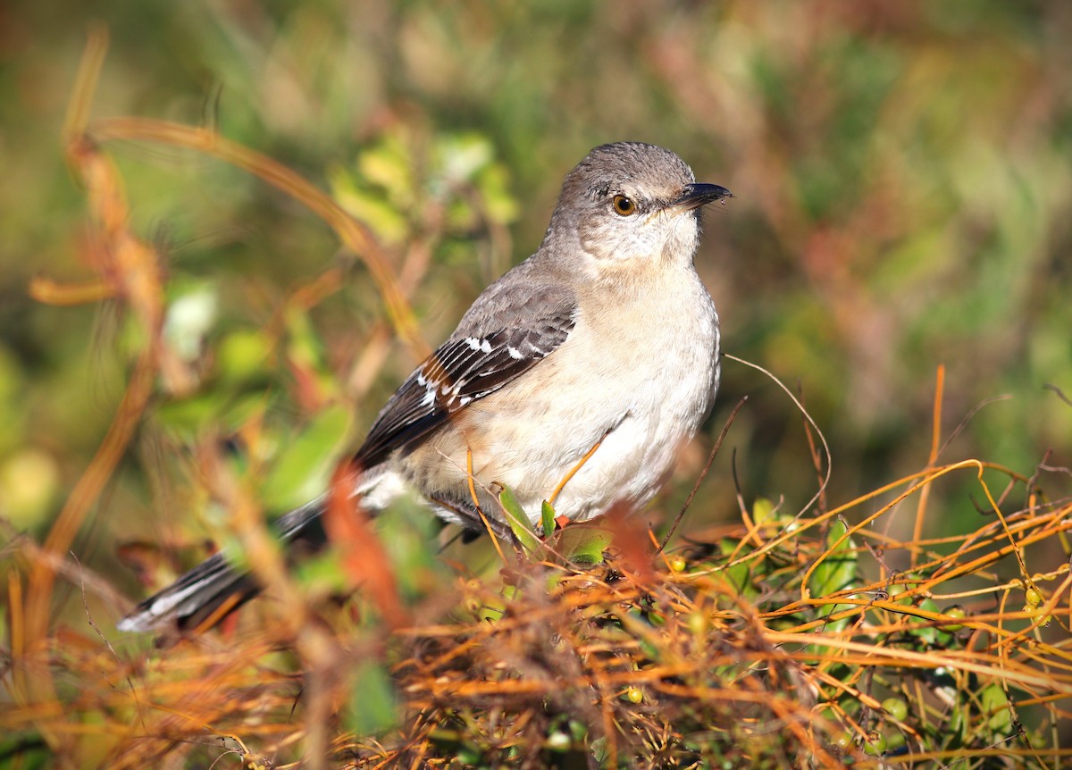 Northern Mockingbird - ML646464307