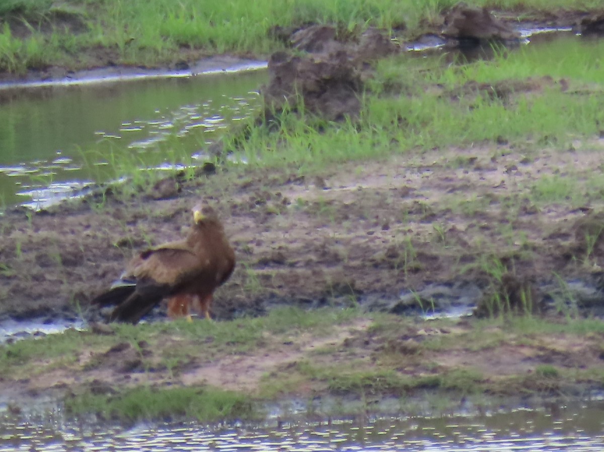 Bozkır Kartalı - ML646464308