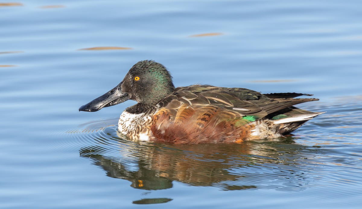 lžičák pestrý - ML646464309