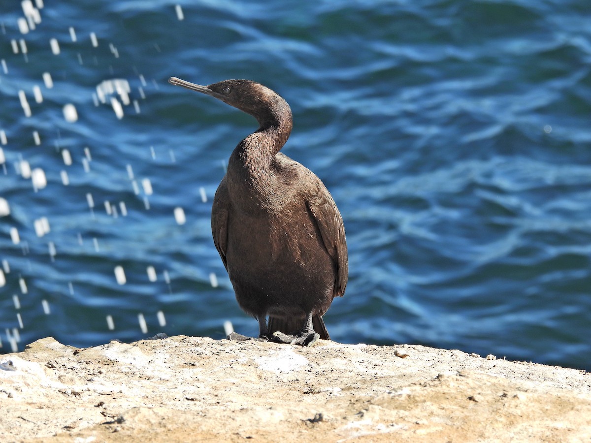 Pelagic Cormorant - ML646464310