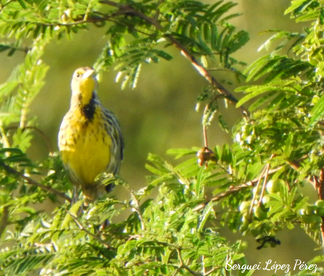 Eastern Meadowlark - ML646464311