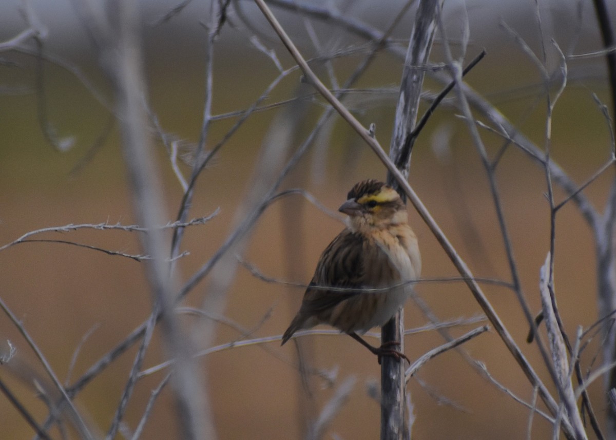 Tahaweber - ML646464312