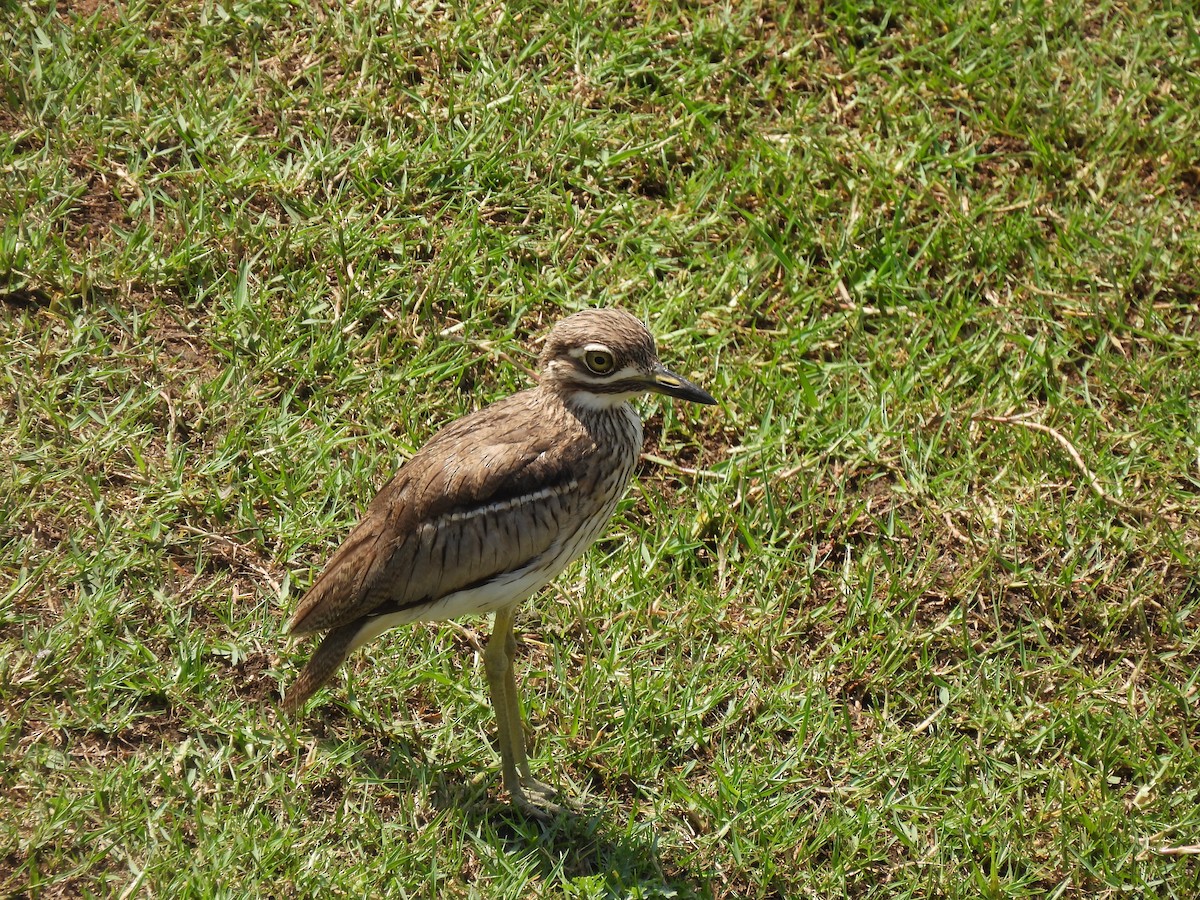 Water Thick-knee - ML646464313