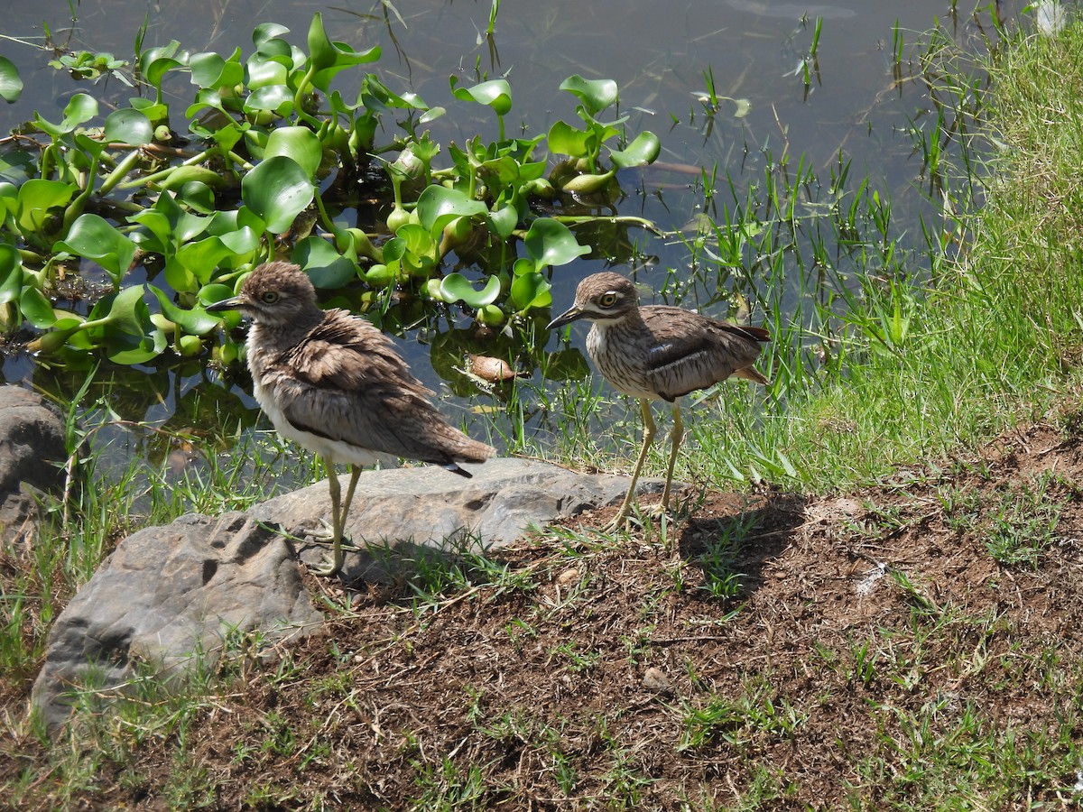 Water Thick-knee - ML646464314