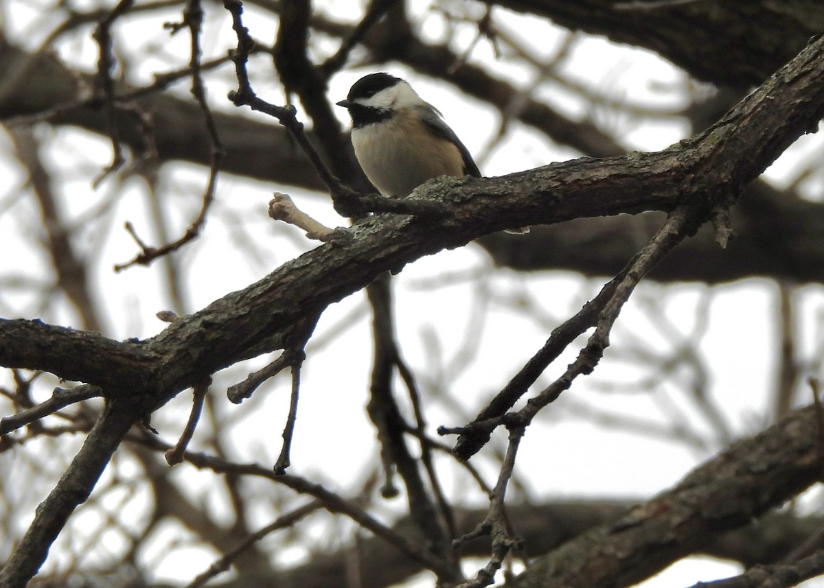 Schwarzkopfmeise - ML646464316