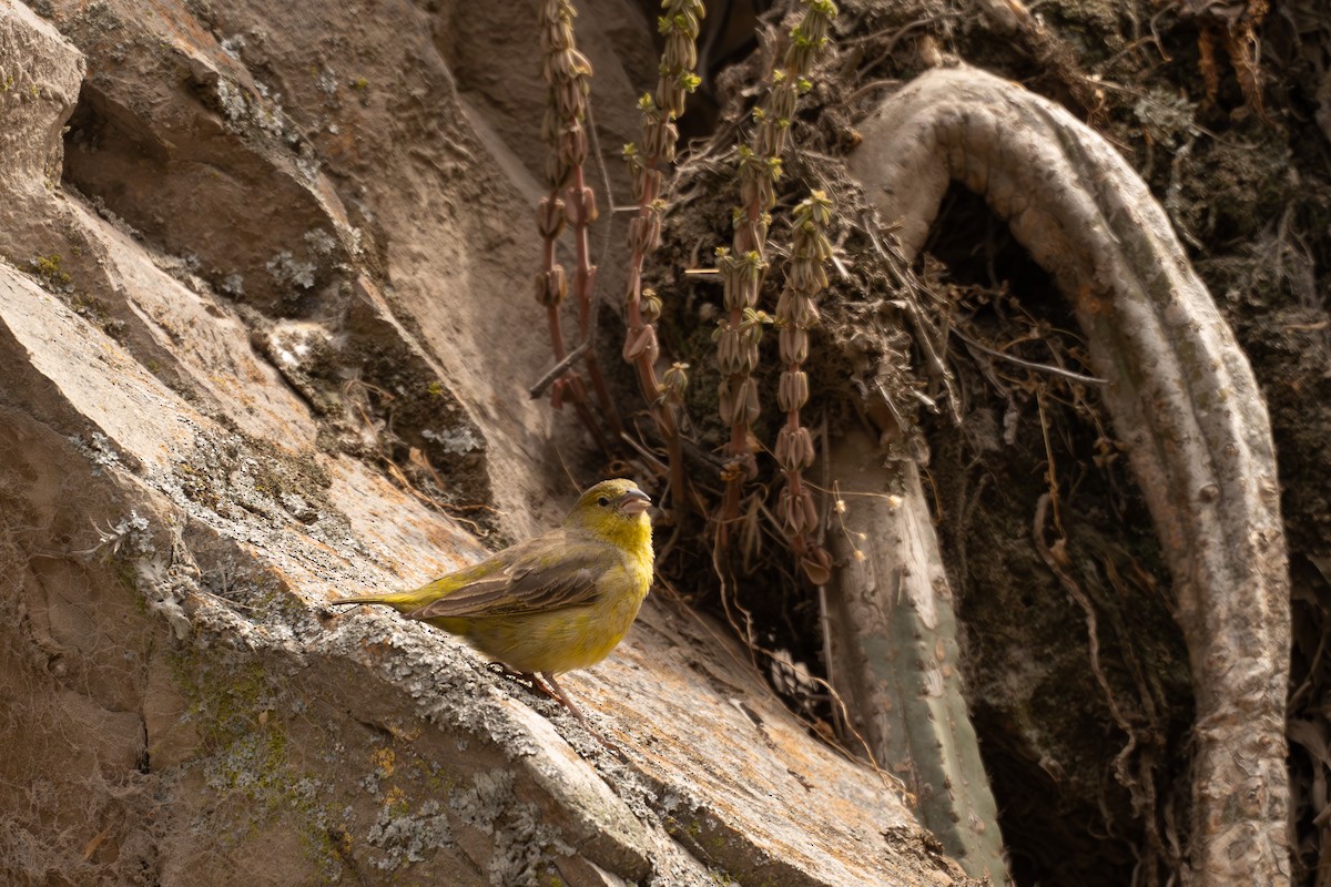 Greenish Yellow-Finch - ML646464318