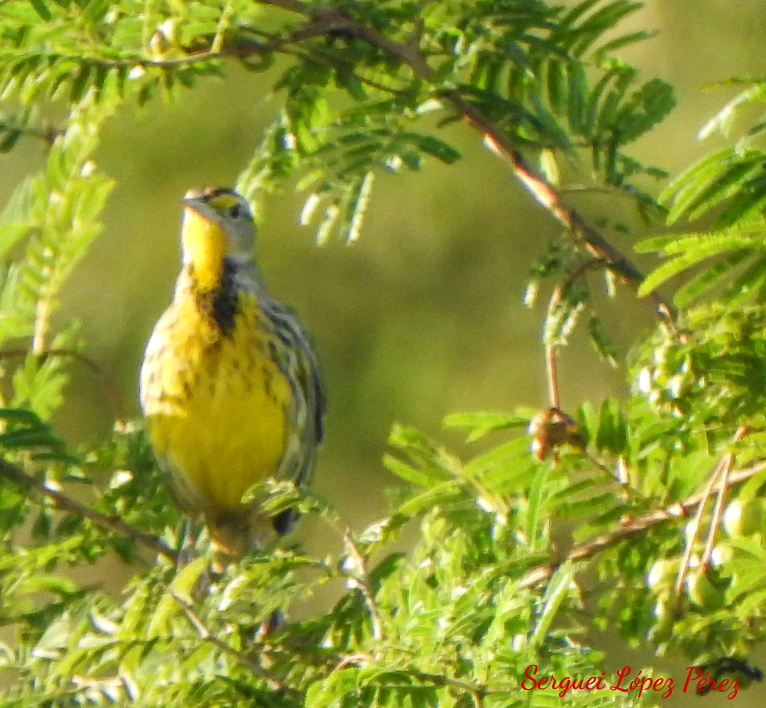 Eastern Meadowlark - ML646464319