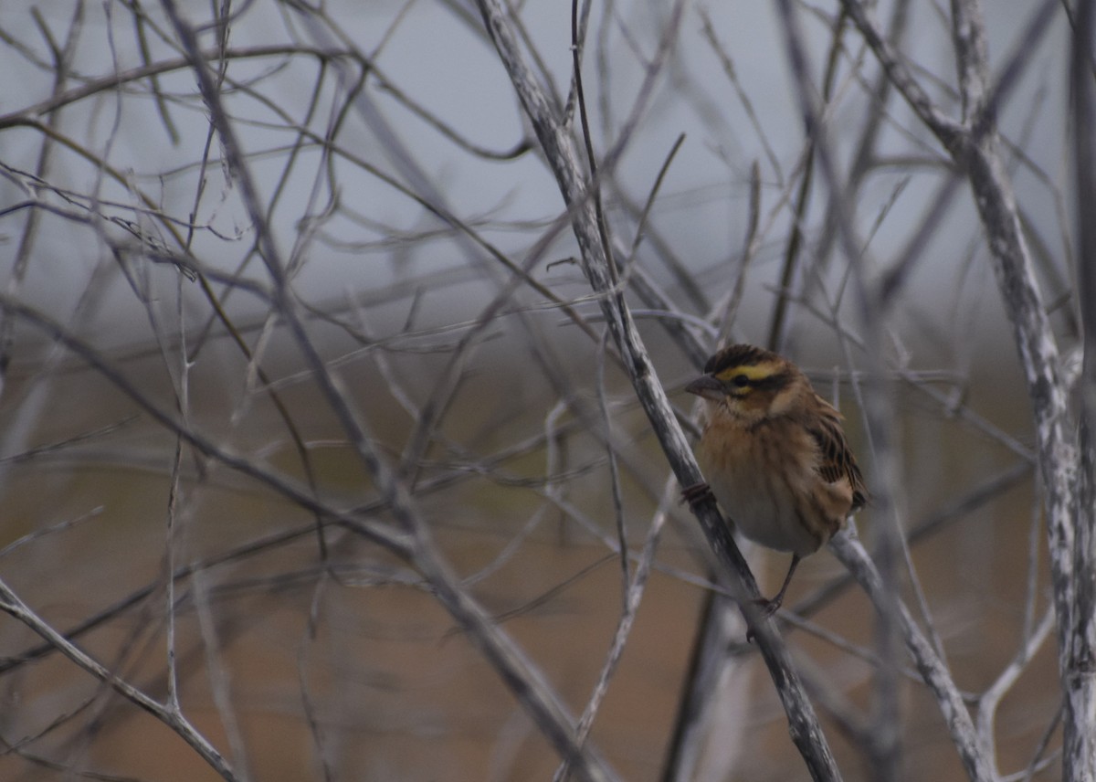 Tahaweber - ML646464320