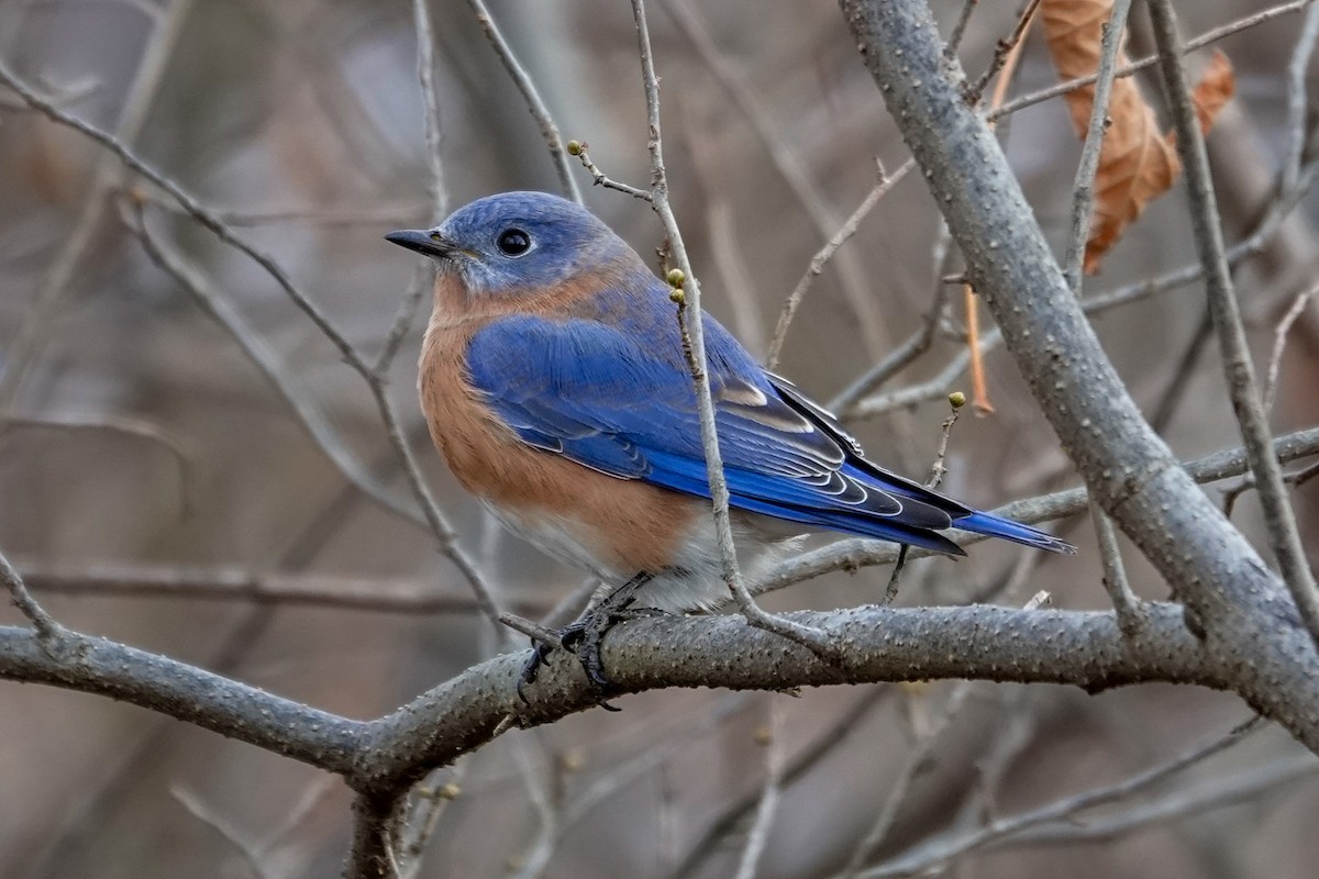 Eastern Bluebird - ML646464321