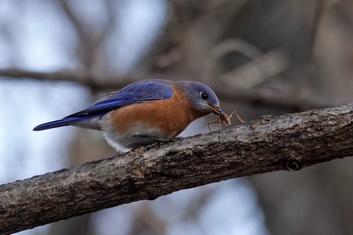 Eastern Bluebird - ML646464322