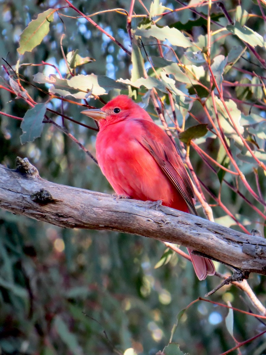 Summer Tanager - ML646464323