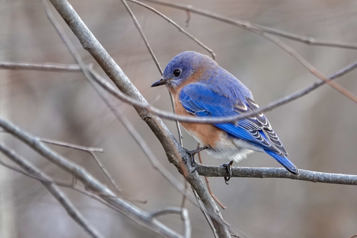 Eastern Bluebird - ML646464324