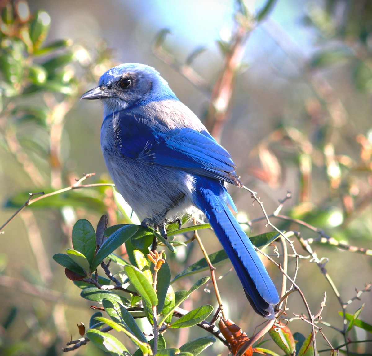 Florida Scrub-Jay - ML646464325