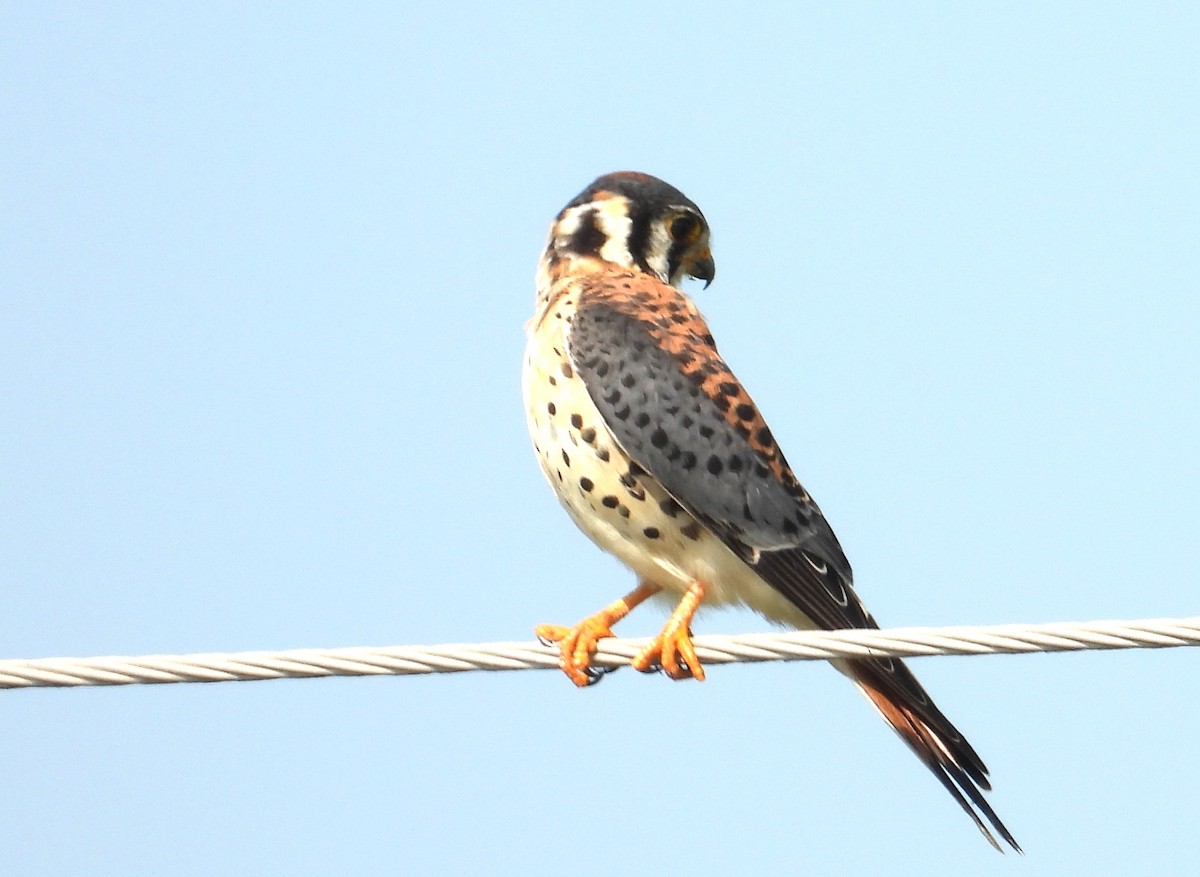 American Kestrel - ML646464326