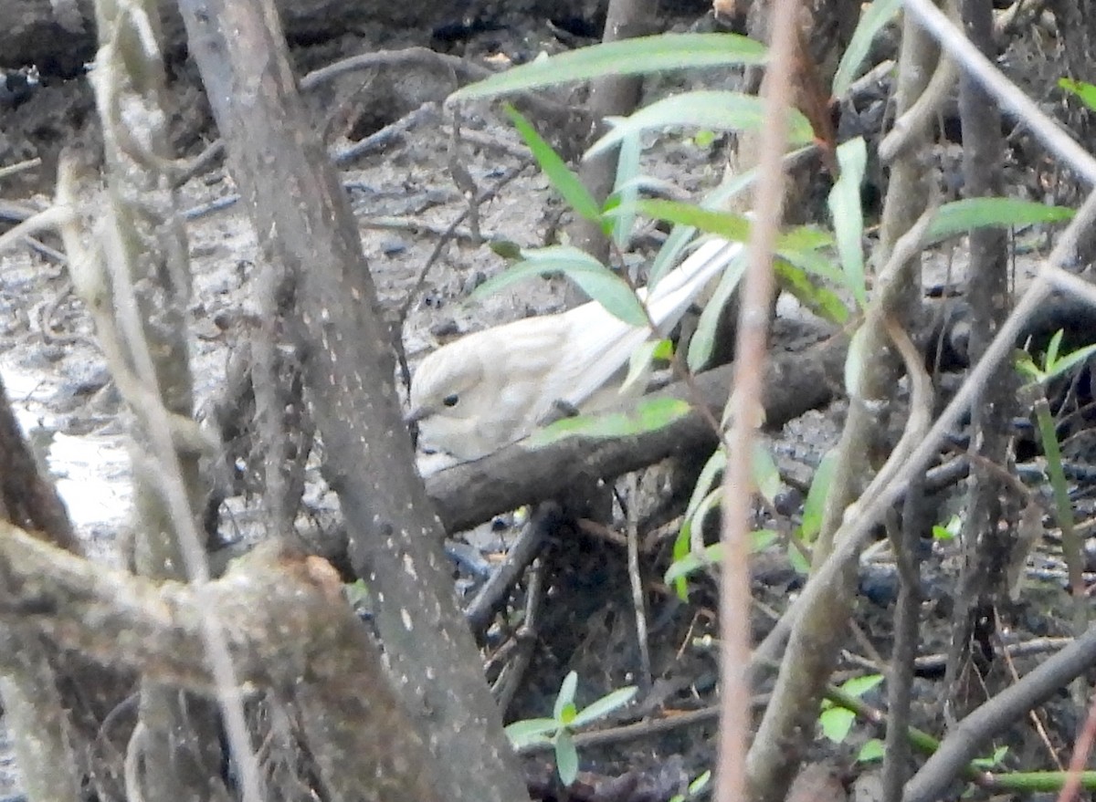 Yellow-rumped Warbler - ML646464327