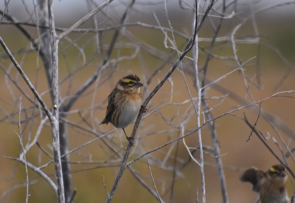 Tahaweber - ML646464328