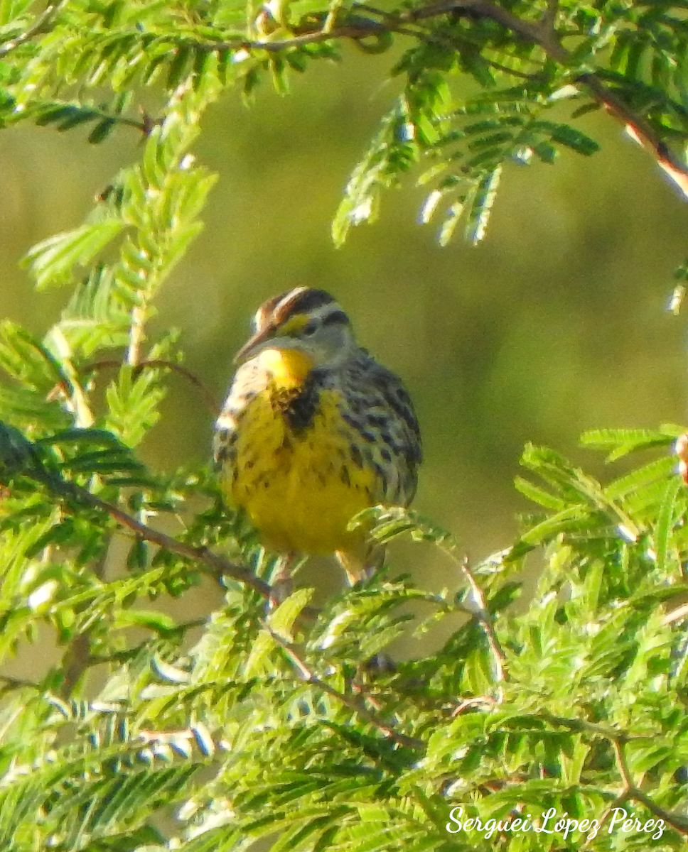 Eastern Meadowlark - ML646464329