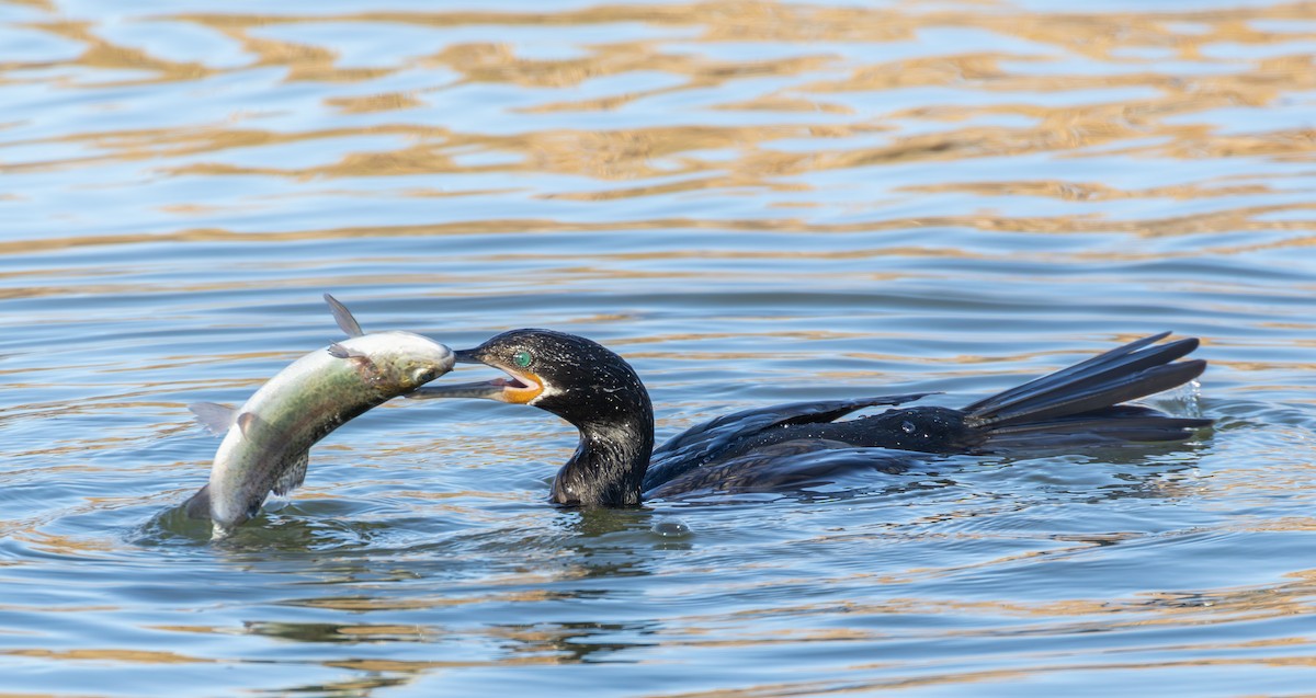 kormorán neotropický - ML646464331