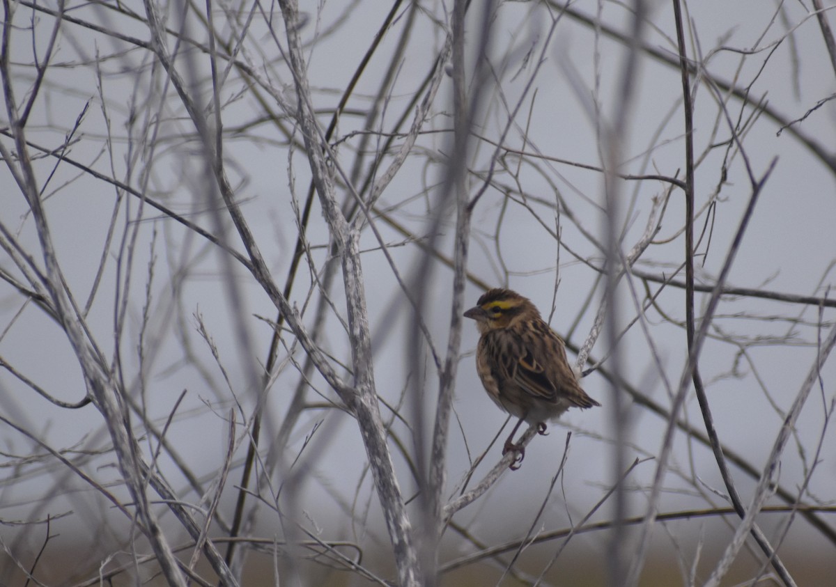 Tahaweber - ML646464333