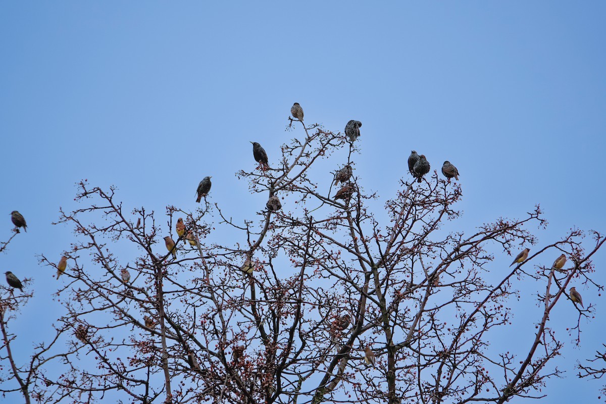 Buztanori amerikarra - ML646464334