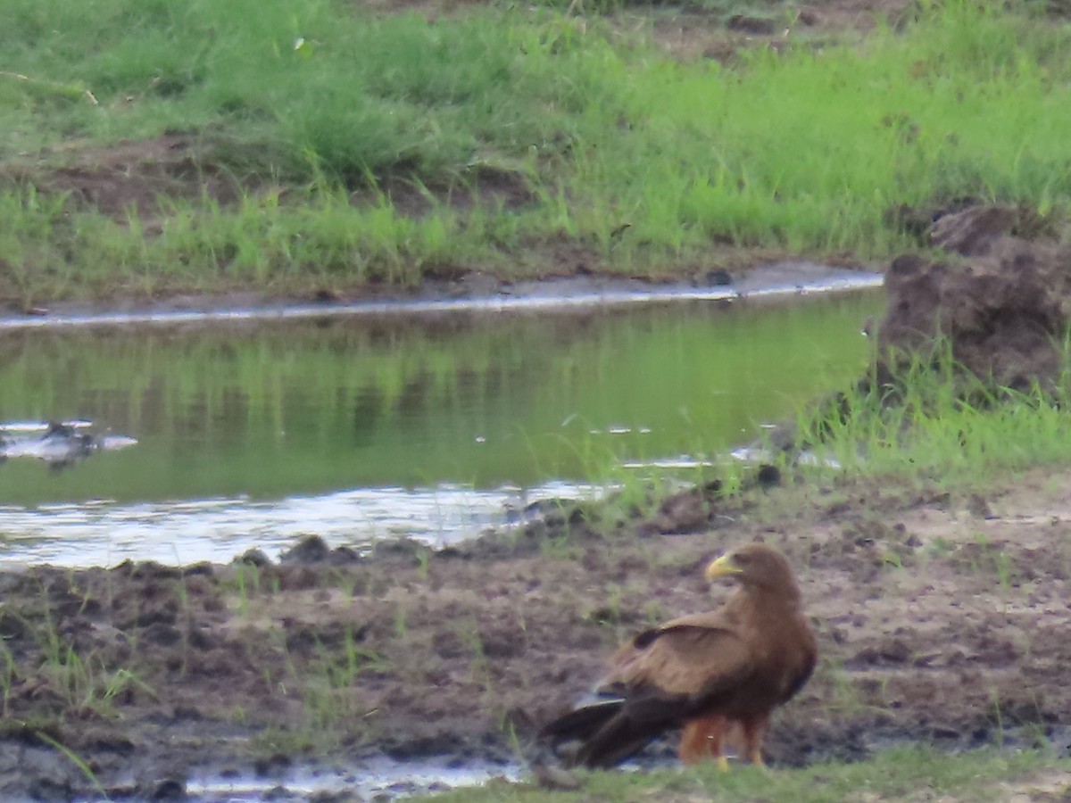 Bozkır Kartalı - ML646464335