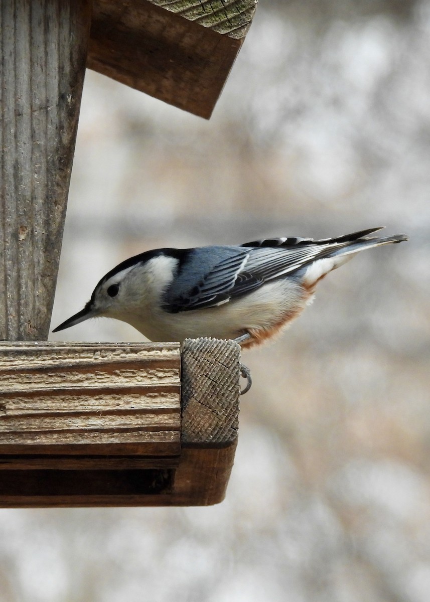 Weißbrustkleiber - ML646464336