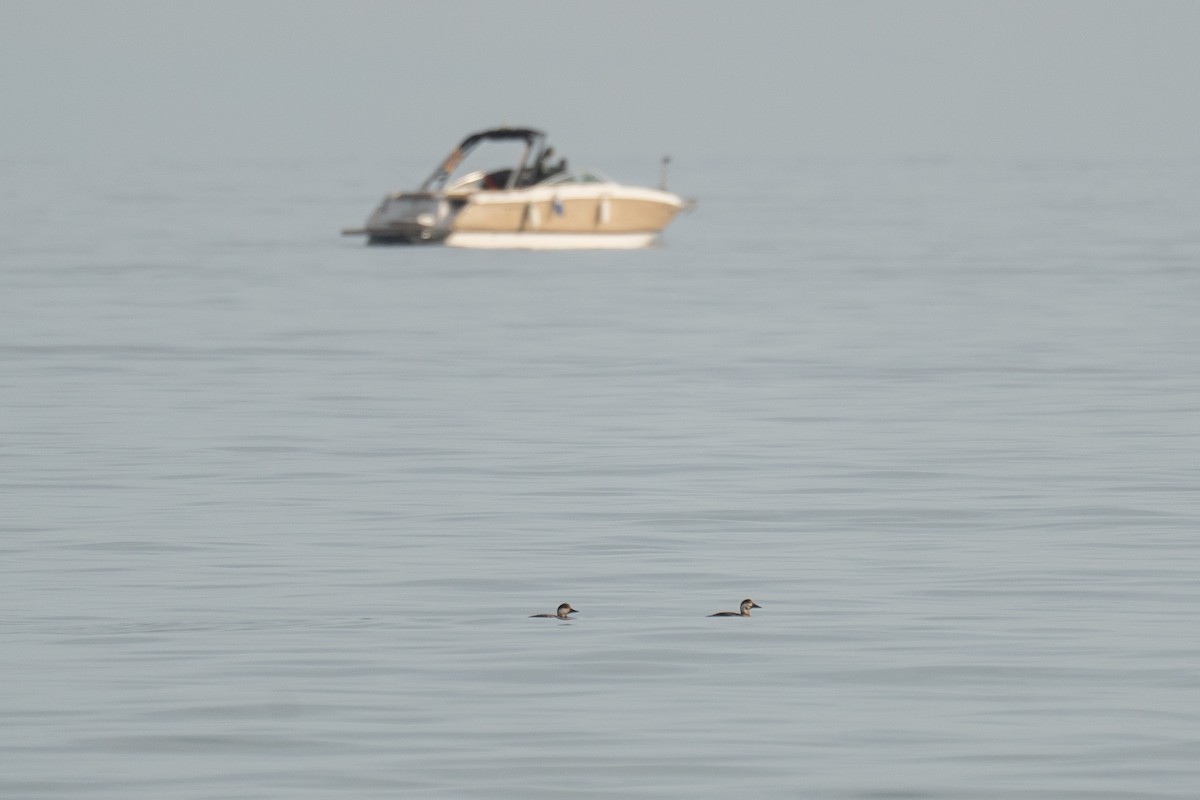 Common Scoter - ML646464337
