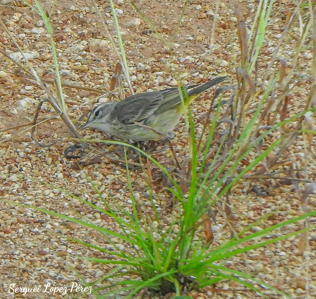 Palm Warbler - ML646464338