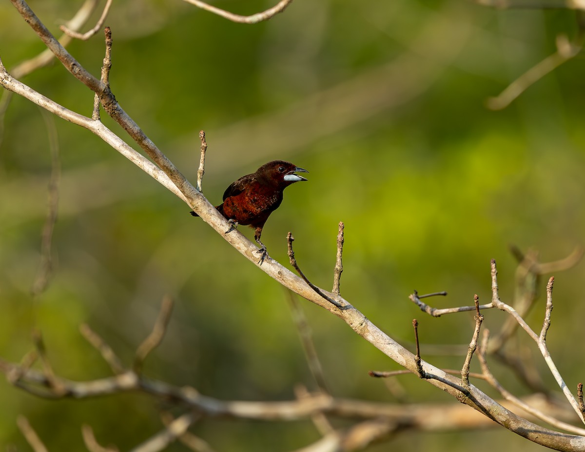 Silver-beaked Tanager - ML646464339