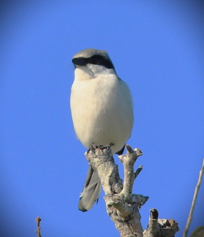 Loggerhead Shrike - ML646464340