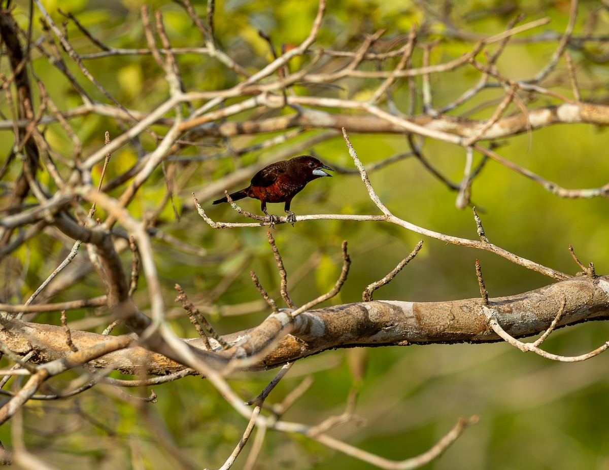 Silver-beaked Tanager - ML646464341