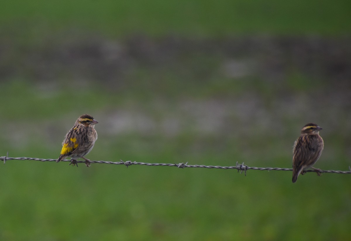 Tahaweber - ML646464342