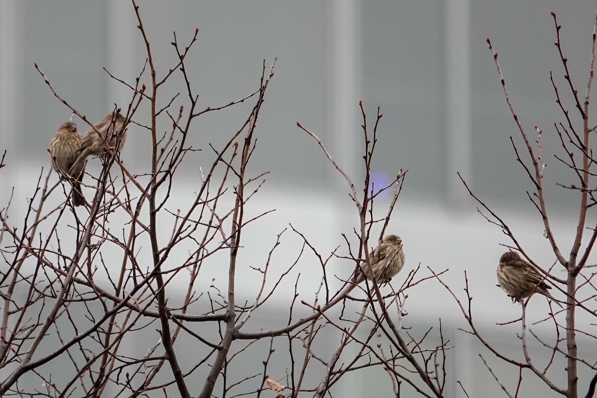 Burugorri arrunta - ML646464343