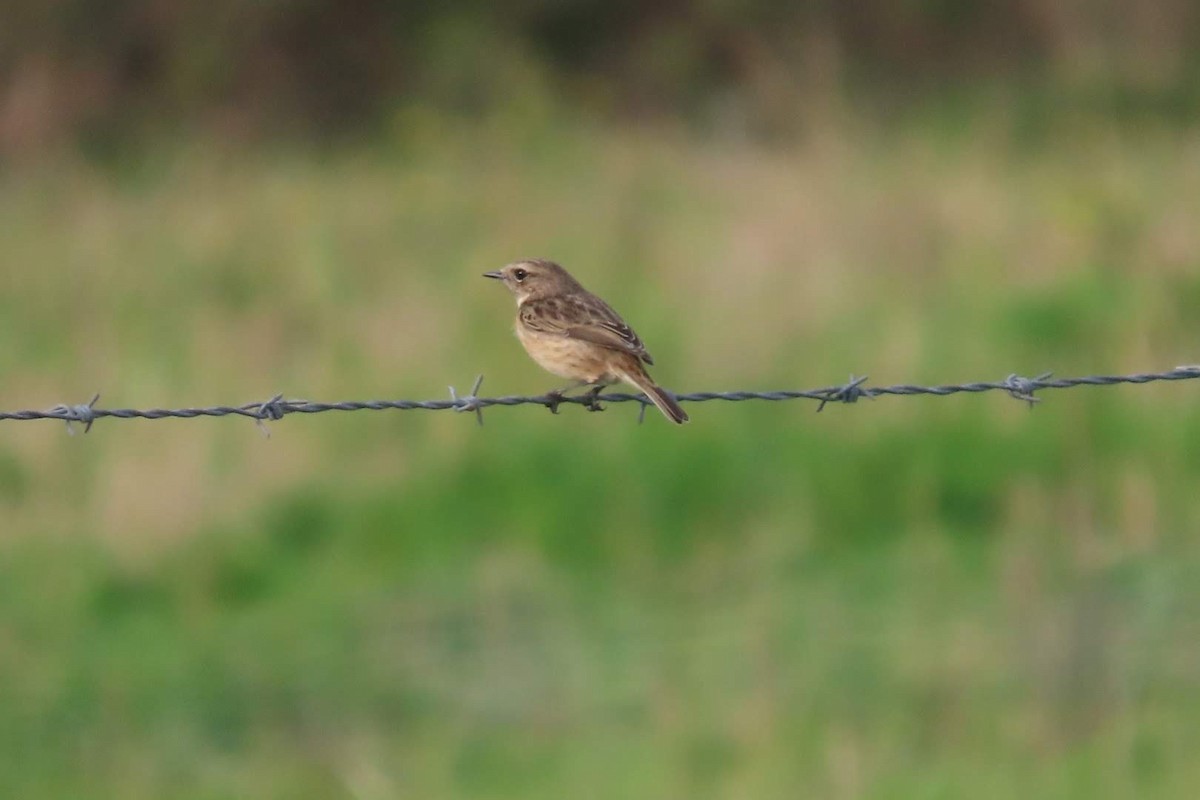 European Stonechat - ML646464344