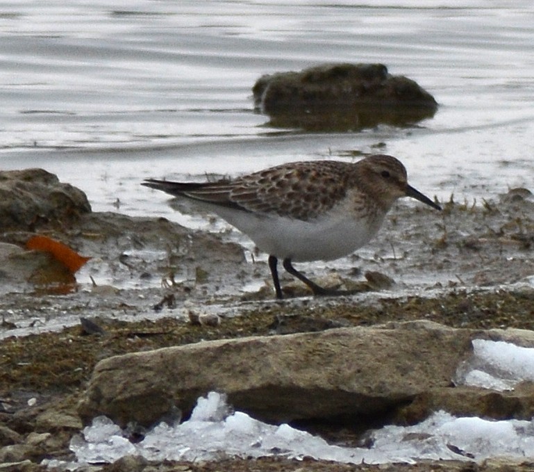 Baird's Sandpiper - ML646464346