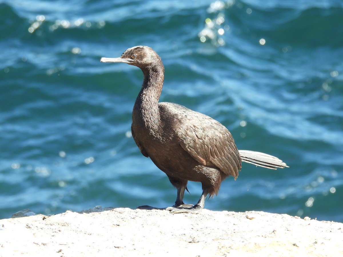 Pelagic Cormorant - ML646464347