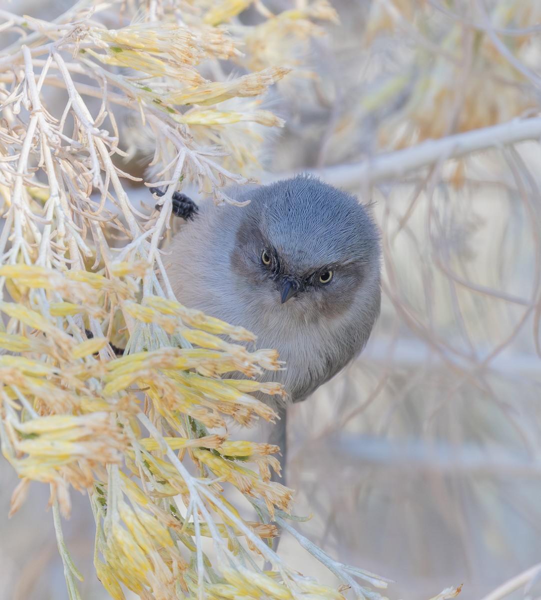 mlynařík americký - ML646464349